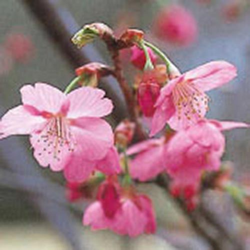 横浜緋桜
                                